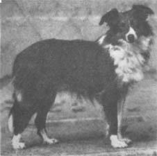 sheltie z roku 1927