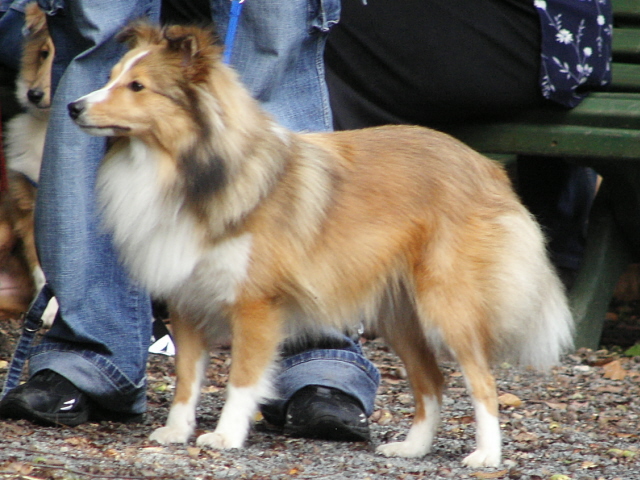 Buffy Gold Lenfir