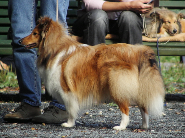 Cork Centauri Fort Fox