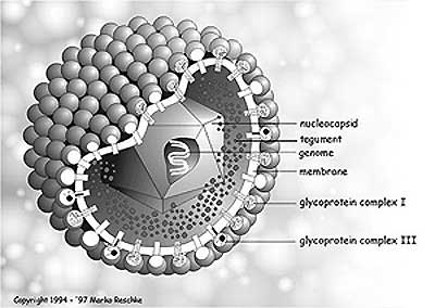 Struktura Herpes viru