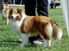 feny dorost: VN3, Best Girl Chancy Remus