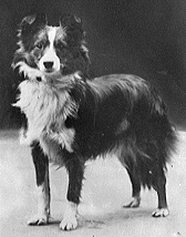 Chestnut Lassie