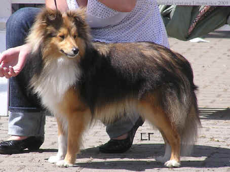 http://www.sheltie.cz/img/grim_gold_ria_henria/img00003.jpg