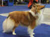 noblessegoldmoraviaclassic.jpg (268631 bytes)